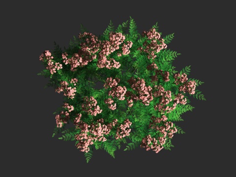  蓍草 千叶蓍 矮生园艺 菊科 蓍属 多年生草本3d模型 