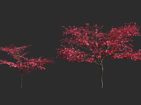  红枫 血红鸡爪槭 日本枫 槭树科 无患子科 槭属 经典紫叶3d模型 