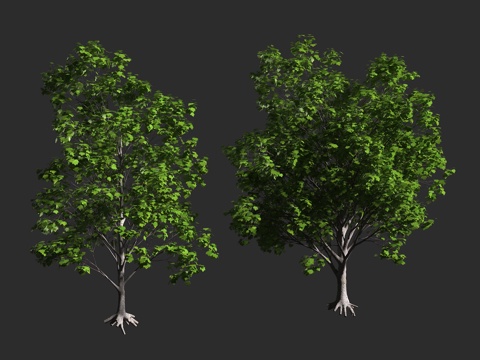  大叶枫 大叶槭 俄勒冈枫 无患子科 槭属 大型落叶 阔叶乔木3d模型 