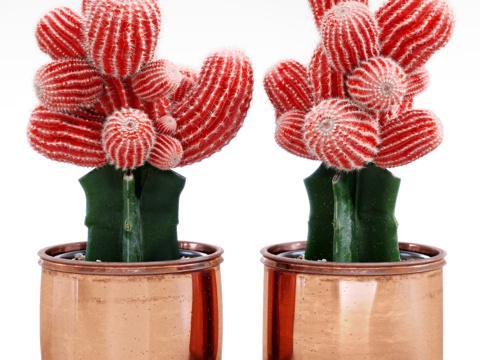  红色 仙人掌 植物 软装 精模3d模型 