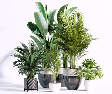  现代绿植 盆景 盆栽 植物 花盆 摆件 花草3d模型 