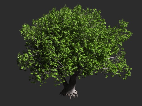  大叶枫 大叶槭 俄勒冈枫 无患子科 槭属 大型落叶 阔叶乔木3d模型 