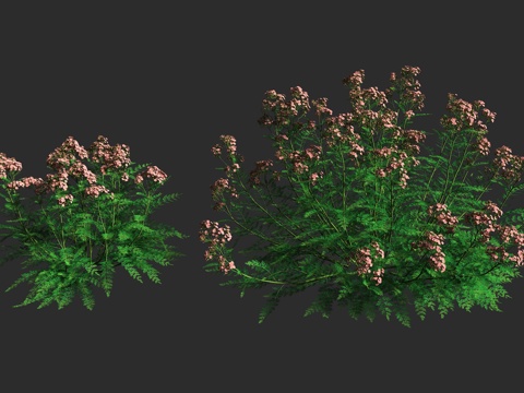  蓍草 千叶蓍 矮生园艺 菊科 蓍属 多年生草本3d模型 