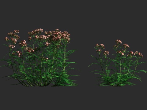  蓍草 千叶蓍 矮生园艺 菊科 蓍属 多年生草本3d模型 