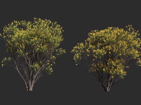  瓦兰加拉金合欢 垂枝金合欢 豆科 金合欢属 常绿灌木 小乔木3d模型 