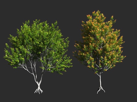  栓皮槭 欧洲野槭 田槭 英国槭树 无患子科 槭属 落叶乔木3d模型 
