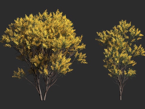  瓦兰加拉金合欢 垂枝金合欢 豆科 金合欢属 常绿灌木 小乔木3d模型 