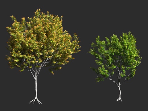  栓皮槭 欧洲野槭 田槭 英国槭树 无患子科 槭属 落叶乔木3d模型 