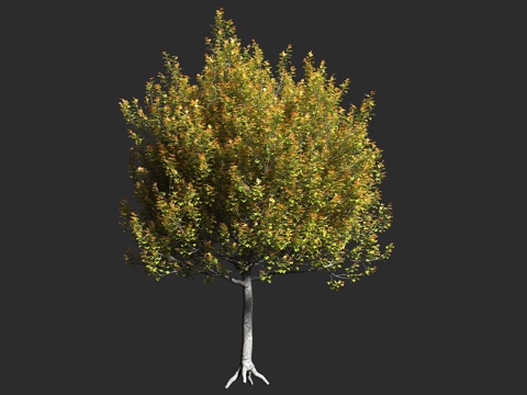  栓皮槭 欧洲野槭 田槭 英国槭树 无患子科 槭属 落叶乔木3d模型 