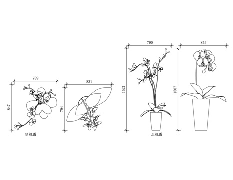  兰草 幽兰 芝兰 山兰 国兰cad施工图 
