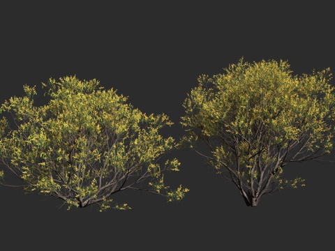  瓦兰加拉金合欢 垂枝金合欢 豆科 金合欢属 常绿灌木 小乔木3d模型 