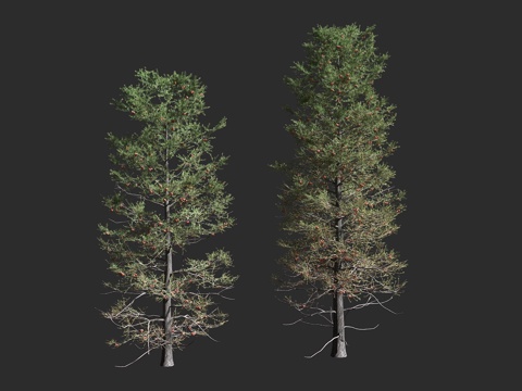  白冷杉 低地冷杉 松科 冷杉属 常绿针叶乔木3d模型 