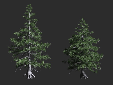  亚高山冷杉 高山冷杉 栓皮冷杉 松科 冷杉属 常绿针叶树 匍3d模型 