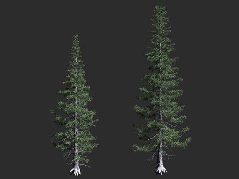  亚高山冷杉 高山冷杉 栓皮冷杉 松科 冷杉属 常绿针叶树 匍3d模型 