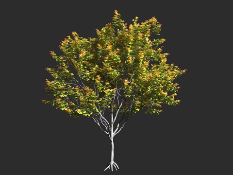  栓皮槭 欧洲野槭 田槭 无患子科 槭属 落叶乔木 大型灌木3d模型 