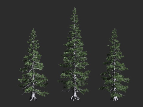  亚高山冷杉 高山冷杉 栓皮冷杉 松科 冷杉属 常绿针叶树 匍3d模型 