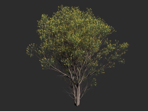  瓦兰加拉金合欢 垂枝金合欢 豆科 金合欢属 常绿灌木 小乔木3d模型 