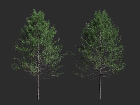  花旗松 北美黄杉 道格拉斯冷杉 松科 黄杉属 大型常绿 针叶3d模型 