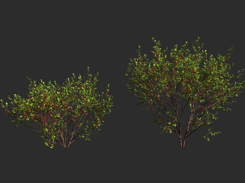  毛樱桃 山樱桃 绒毛樱桃 蔷薇科 李属 落叶灌木3d模型 