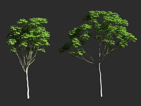  龟纹木棉 龟甲木棉 修面刷树 木棉科 落叶乔木 假木棉属 墨3d模型 