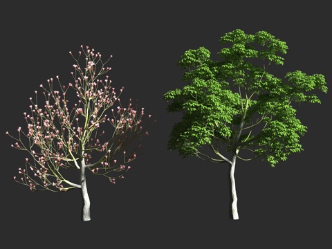  龟纹木棉 龟甲木棉 修面刷树 木棉科 落叶乔木 假木棉属 墨3d模型 