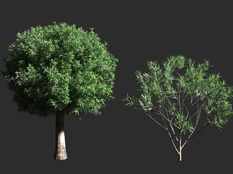  兰斯伍德 矛木 新西兰 常绿乔木 景观树3d模型 