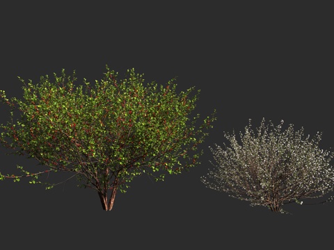  毛樱桃 山樱桃 绒毛樱桃 蔷薇科 李属 落叶灌木3d模型 