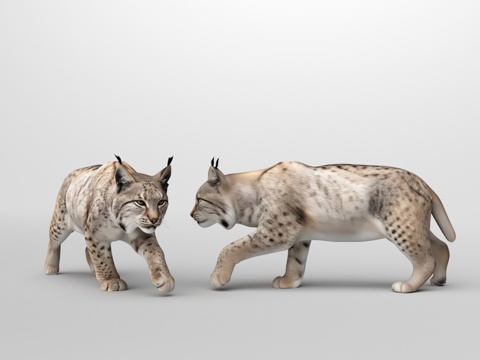  喀尔巴阡猞猁猫3d模型 