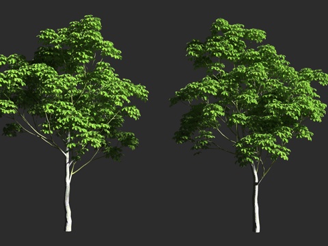  龟纹木棉 龟甲木棉 修面刷树 木棉科 落叶乔木 假木棉属 墨3d模型 