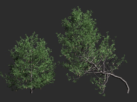  花旗松 北美黄杉 道格拉斯冷杉 松科 黄杉属 大型常绿 针叶3d模型 