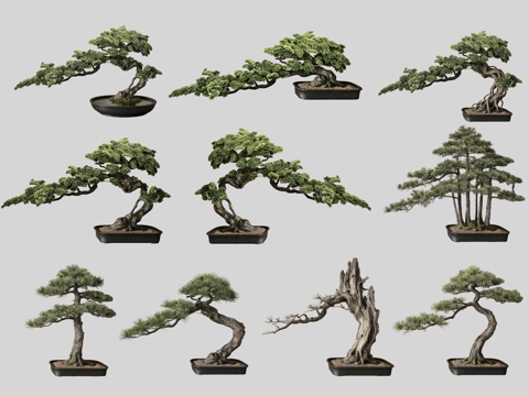 2D盆栽造型松 造型松 盆栽植物组合 盆景造型松su模型