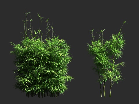  矢竹 禾本科 矢竹属 常绿复轴型 乡土竹 绿篱 屏障植物3d模型 