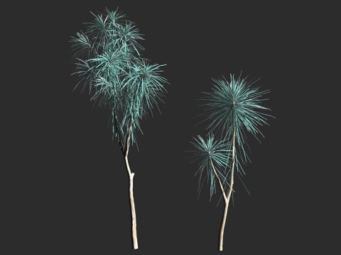  厚叶假参 矛木 五加科 假参属 常绿乔木 新西兰 造型树3d模型 