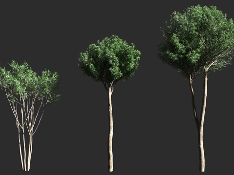  兰斯伍德 矛木 新西兰 常绿乔木 景观树3d模型 
