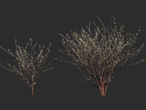  毛樱桃 山樱桃 绒毛樱桃 蔷薇科 李属 落叶灌木3d模型 