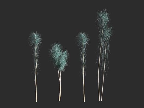  厚叶假参 矛木 五加科 假参属 常绿乔木 新西兰 造型树3d模型 