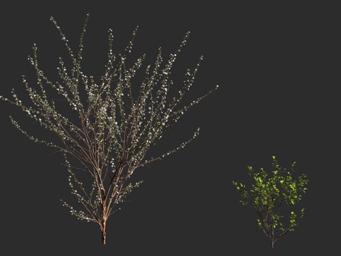  毛樱桃 山樱桃 绒毛樱桃 蔷薇科 李属 落叶灌木3d模型 