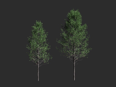  花旗松 北美黄杉 道格拉斯冷杉 松科 黄杉属 大型常绿 针叶3d模型 