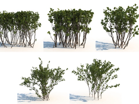  现代山楂 山楂树 灌木 草， 观树3d模型 
