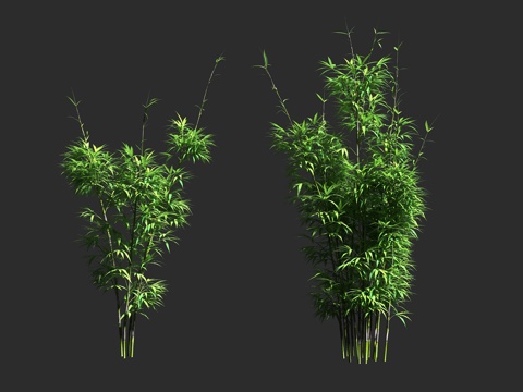  矢竹 禾本科 矢竹属 常绿复轴型 乡土竹 绿篱 屏障植物3d模型 