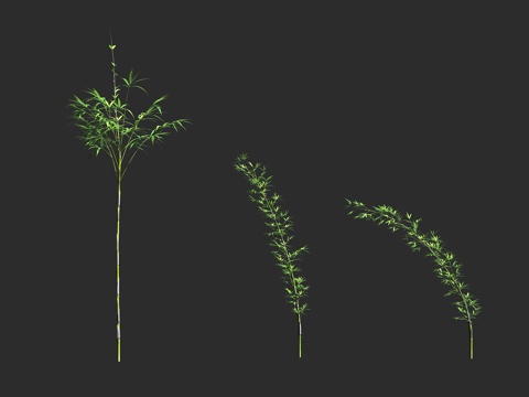  矢竹 禾本科 矢竹属 常绿复轴型 乡土竹 绿篱 屏障植物3d模型 
