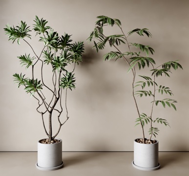  现代植物盆栽3d模型 