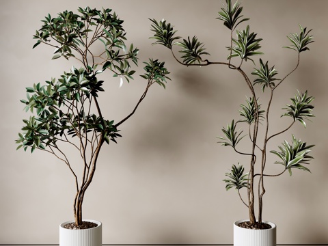  现代植物盆栽3d模型 