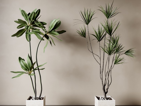  现代植物盆栽3d模型 