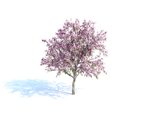  树 景观树 园林树 桃树 樱花树 植物 灌木3d模型 