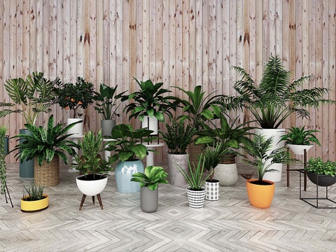  绿植盆栽 植物 花瓶 花盆3d模型 