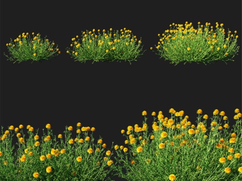  迷迭香叶圣罗勒草 013d模型 