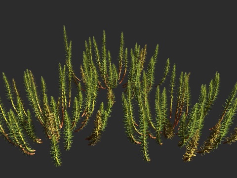  杉叶藻 马尾草 杉叶藻科 杉叶藻属 多年生水生 湿生草本3d模型 