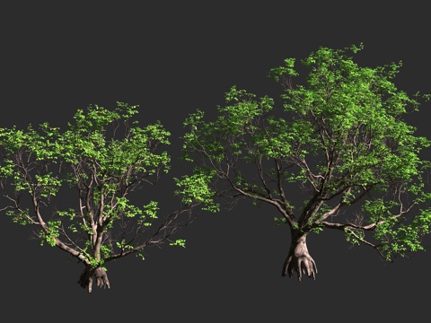  兰屿木果楝 兰屿海楝 木果楝 楝科 木果楝属 常绿中型乔木3d模型 