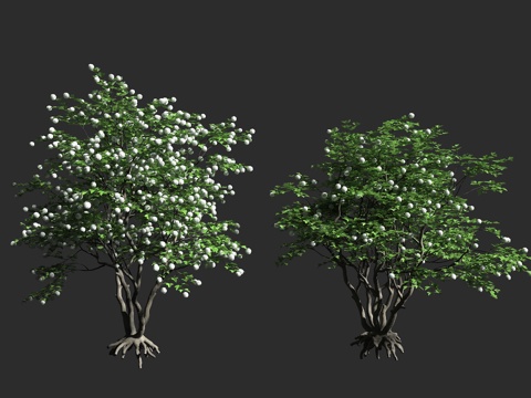  雪球荚蒾 欧洲木绣球 欧洲荚蒾 五福花科 忍冬科 荚蒾属 落3d模型 